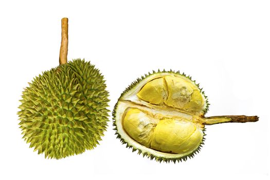 long stem, king of durian sweet and delicious