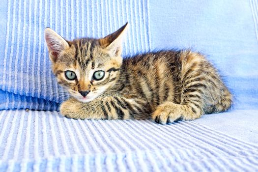 Cute little kitten on a couch