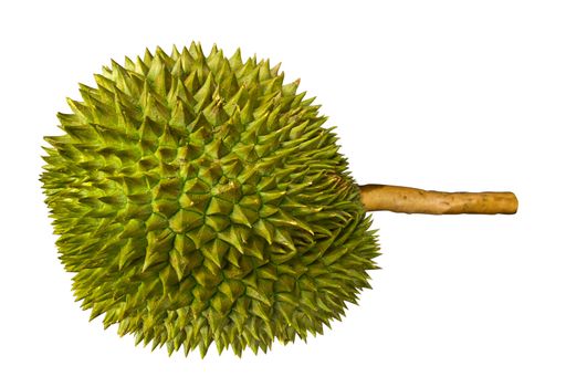 long stem, king of durian sweet and delicious