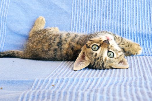 Cute little kitten on a couch