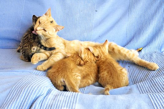 Mother cat with little kittens