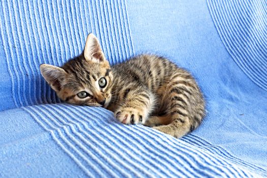 Cute little kitten on a couch