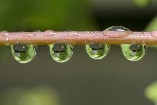 oak leaves catched in waterdrops after rainfall