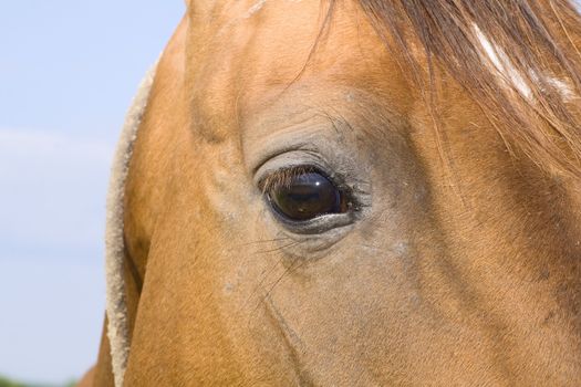 Detail of a red horse'e eye 