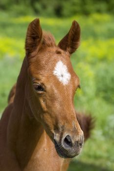 
portrait of young horse on green grass background