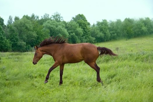 brown  horse running on a green field