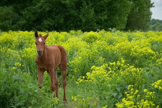 young brown  horse standing on a green field