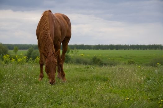 brown  horse pasturing in a rural landscape 