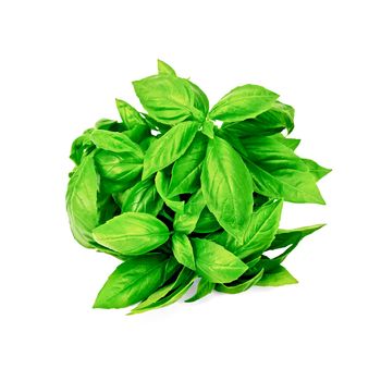 A bunch of green basil isolated on white background