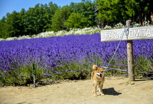 The dog and lavender field1