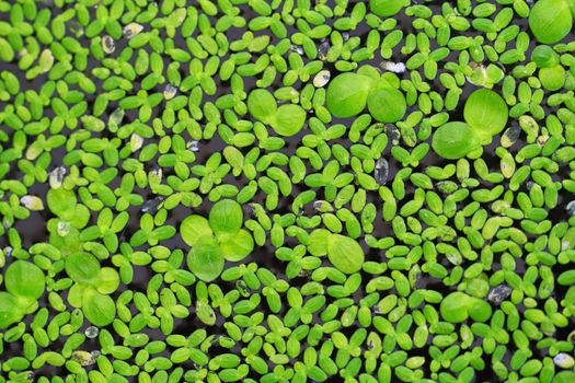 Green algae occur in naturally