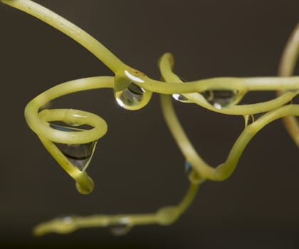 waterdrops catch by grapevines after rain