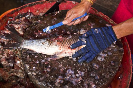 fresh fish in local market