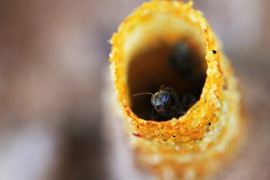 the miracle building beehive of melipona apicalis