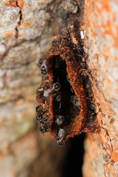 the miracle building beehive of melipona apicalis