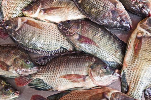 fresh fish in local market