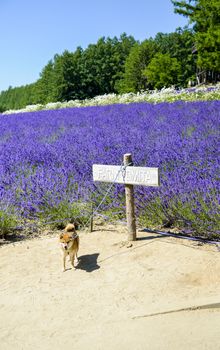 The dog and lavender field3