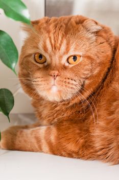 A scottish fold cat sitting on a windowsill between houseplants
