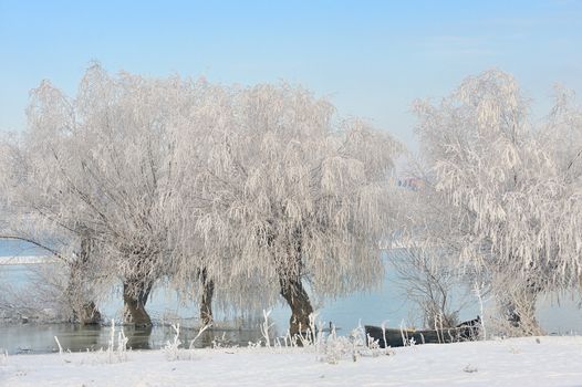 Frosty winter trees near Danube river