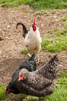 Cockerel looking at two big black hens