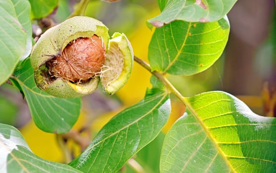 ripe walnut in opened shell closeup in tree