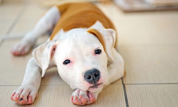 American Staffordshire terrier resting