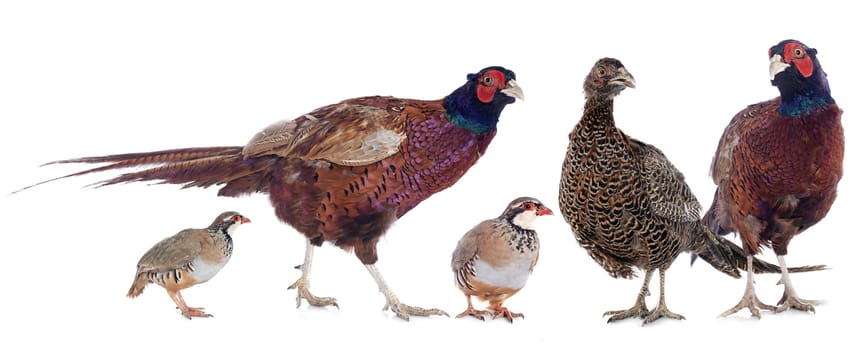 European Common Pheasants and French Partridges in front of white background