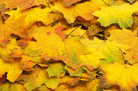 Background group autumn orange leaves