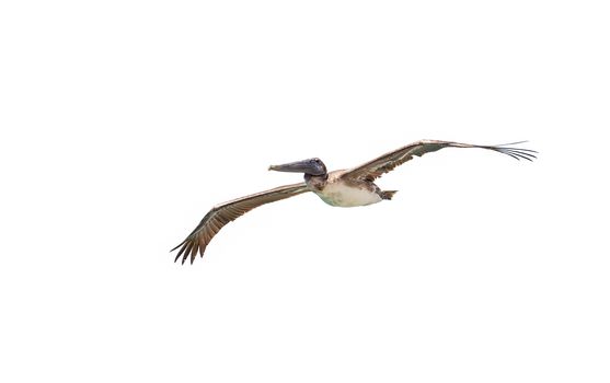 This Brown Pelican is soaring by the Seven Mile Bridge in the Florida Keys. They are very abundant in the Keys.