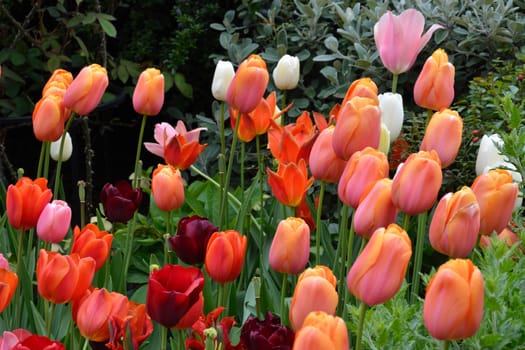 Tulips in Garden
