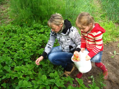 Mother and daughter collect strawberry on a bed