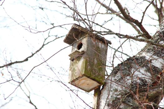 Old birdhouse hanging on a birch