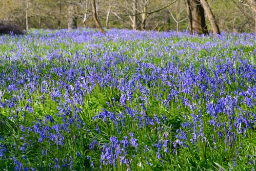 Large Field of Bluebells