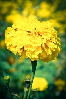 The Yellow Flower