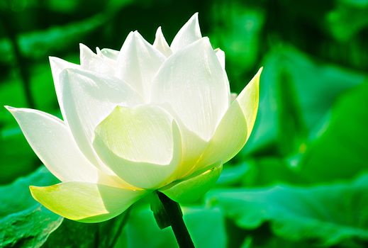 White Lotus in Basin.It mean Purity or Pure Heart of People or Society.Thai and buddhist use to worship the Buddha.