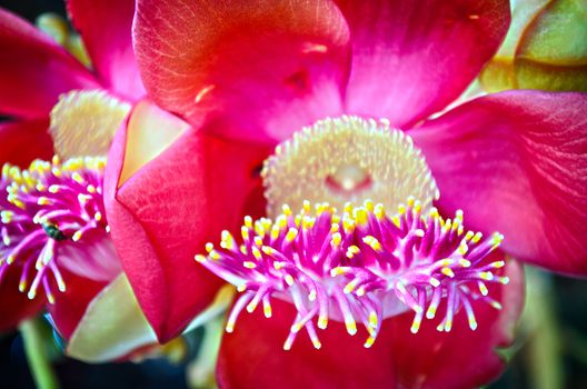 Sa-La, the Symbol Flower of Buddhism.