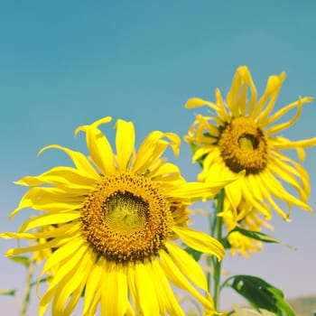 Sunflowers against blue sky