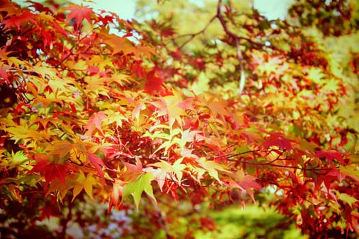 Autumn maple leaves in garden with retro filter effect