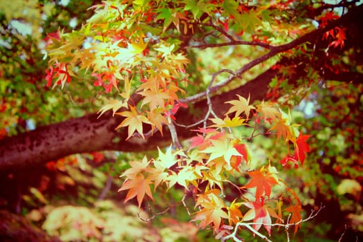 Autumn maple leaves in garden with retro filter effect