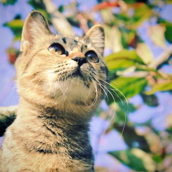 Cute cat on the tree with retro filter effect