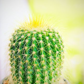Fresh cactus in garden with filter effect