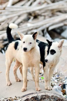 Cute stray dog at the sea, Thailand