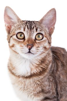 Photo of a brown striped kitten isolated on white background. Studio shot.