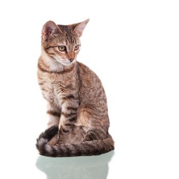 Photo of a brown striped kitten isolated on white background. Studio shot.