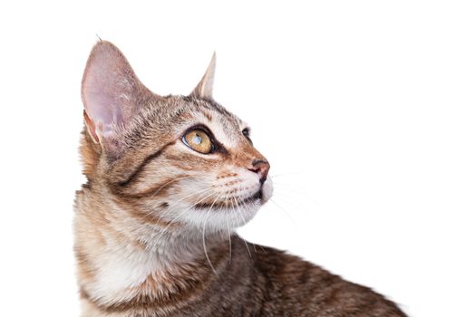 Close-up photo of a brown striped kitten isolated on white background. Studio shot.