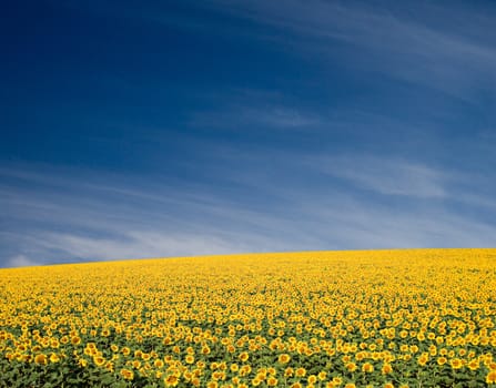 A field of sunflowers, in the south of France.