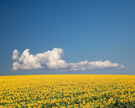 A field of sunflowers, in the south of France.