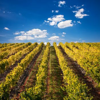 Landscape Photo : Beautiful view over the Port Wine vineyards in Douro, Portugal on Fall / Autumn.