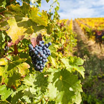 Photo of Port Wine grapes in the Douro Region, Portugal.