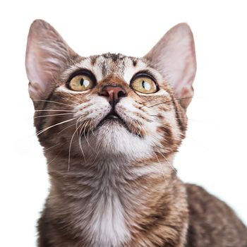 Close-up photo of a brown striped kitten looking up, isolated on white background. Studio shot. Shallow depth of field. Focus on eyes. Extreme close-up.